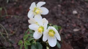 Nachbars Garten Sommerblumen Garten Blumen