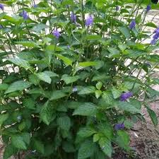 Lihat juga resep minuman herbal pecut kuda enak lainnya. Jual Bibit Tanaman Daun Pecut Kuda Atau Jarong Organik Tumbuh Polybag Di Lapak Cahaya Bibit Herbal Bukalapak