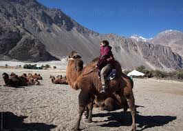 Bet you didn't know that about camels! A Tourist Enjoy Two Humped Bactrian Camel Ride In Nubra Velly Ladakh India By Dream Lover Camel Ride Tourist