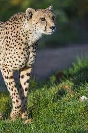 Cheetah Walking In The Grass Cheetah Pictures Big Cat Family Africa Animals