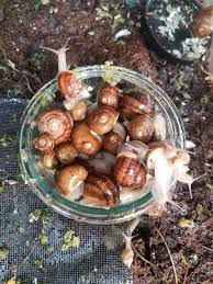 Check spelling or type a new query. Gave My Snails Oatmeal For The First Time I Think They Like It Lol Snails