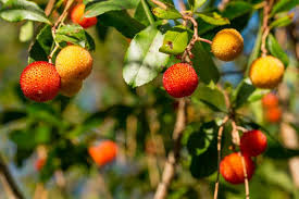 21 Arbres Et Arbustes Qui Attirent Les Oiseaux Dans Le Jardin