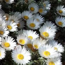 Image result for Helichrysum harveyanum