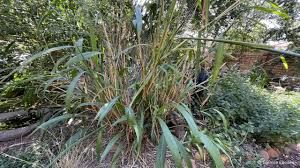 Image result for Setaria petiolata