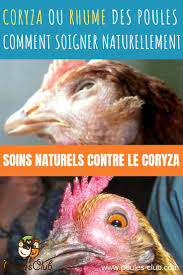 Coryza Ou Rhume Chez La Poule Comment Le Soigner Alimentation Poule Coryza Chat Poule
