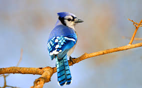 Blue Jay Audubon Field Guide