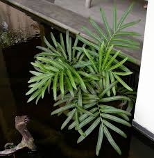 Image result for Acrostichum aureum