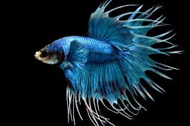 They have shorter fins with a heart shaped back fin. Types Of Betta Fish Names Tail Shape And Color