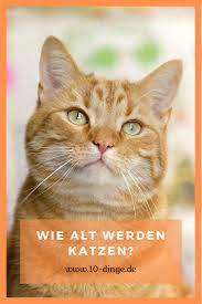 pin auf tiere hunde katzen und co 10 dingen die du wissen solltest