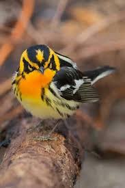 Birds Of Eastern North Carolina Pictures Blackburnian Warbler Pet Birds Animals Beautiful Colorful Birds