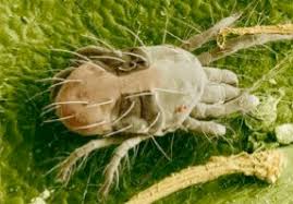 Maybe you would like to learn more about one of these? 5 Ways To Get Rid Of Spider Mites During Flowering Herban Planet
