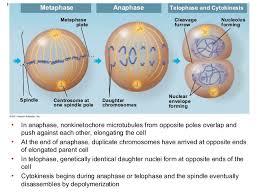 Are involved in animal cell reproduction. The Cell Cycle