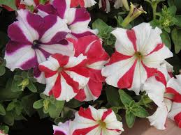 Red and white amaryllis flower. Free Photo Red And White Flowers Bookay Pink White Free Download Jooinn