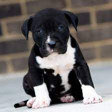 Red Nose Pitbull Puppies For Sale Baby Pitbulls For Sale Red Nose Pitbull Puppies Pitbull Puppies For Sale Pitbull Puppies