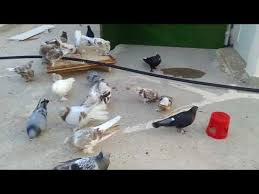 Yem Yemeyip Pusan Yavrulara Ne Yapmali Youtube