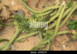 Image result for Monadenium lugardiae