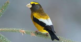 The american goldfinch has a small head and bill and a short tail, though the wings are long. Birding Osoyoos Bc World Bird Traveler