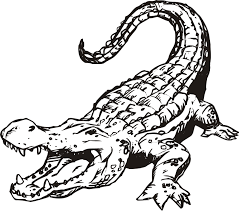 Hours of fun await you by coloring a free drawing animals alligator. Alligators Coloring Pages Coloring Home