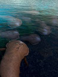 Image result for Oldenlandia goreensis