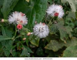 Image result for Crassocephalum