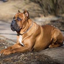 Cane corso are large dogs that are not for small home or apartment dwellers, ideally. Red Cane Corso Puppies For Sale Online Shopping