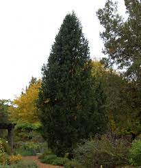 Check spelling or type a new query. Columnar Norway Spruce Bower Branch