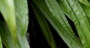 Image result for Lepidagathis plantaginea