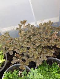Image result for Selaginella auquieri