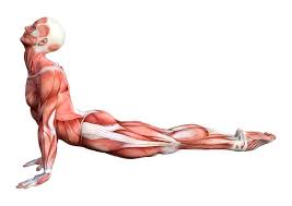 This refers to increasing tension levels in the muscles over time and the easiest way to do that is to add weight to the exercise over time. 10 Stretching Exercises To Make You As Flexible As A Cat In 4 Weeks