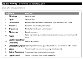 Students Cram Cranial Nerve Knowledge Into Your Cranium Cranial Nerves Mnemonic Cranial Nerves Cranial Nerves Function