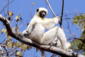 The Magic Of Madagascar Staggering Landscapes And Breathtaking Natural Beauty In The World S Most Unique Ecosystem Be In 2020 Monkey Pictures Lemur Animals Amazing