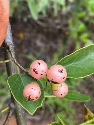 Image result for Cordia pilosissima