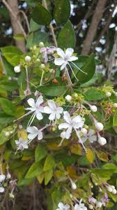 Image result for Volkameria