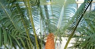 Tumbuhan Berbiji Terbuka Gymnospermae Ciri Ciri Contoh Gambar Reproduksi