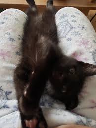My Little Panther I Call Him Cuz When I Go To Bed He Tears My Place Up In 2020 Cats And Kittens Kittens Cutest Cat Mom