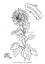 It states that sunflowers bloom from the late august to september. Sunflower Colouring Page