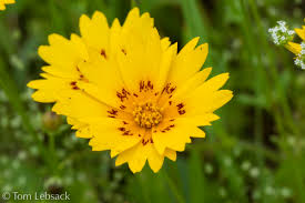 Image result for Rhynchosia holosericea