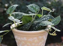 Check spelling or type a new query. 15 Jenis Philodendron Cantik Yang Cocok Untuk Tanaman Hias Indoor Merdeka Com