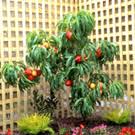 Maybe you would like to learn more about one of these? Buy Nectarine Trees For Sale Online Willis Orchards