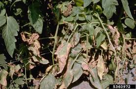 Image result for tomato seedling xanthomonas vesicatoria