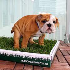 Domesticated cat's can easily be trained using the toilet with the citty kitty seen on the shark tank in episode ???. Pooch Patch Real Grass Dog Potty Regular Size
