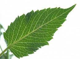 Dahlia Leaf Dahlia Flower Plant Leaves Dahlia
