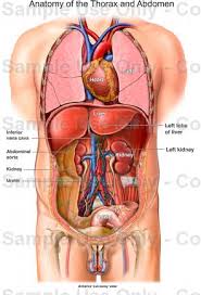 Find the perfect anatomy of the chest organs stock photos and editorial news pictures from getty images. Thorax Human Body Location