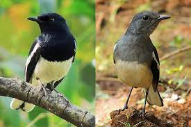 Download oriental magpie robin images and photos. Oriental Magpie Robin Wikipedia