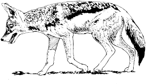 Maybe you would like to learn more about one of these? How To Draw A Desert Coyote Novocom Top