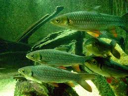 Isi ikan jelawat dikatakan lembut dan manis disertai dengan rasa lemak. Ikan Jelawat Leptobarbus Hoeveni Biota Dunia Perairan