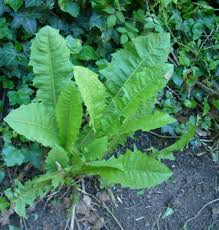 Chicoree Sauvage Plants Permaculture Plant Leaves