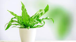Identification can often be done through inspection of the plant and the growing. Indoor House Plants House Plants Identification Pictures