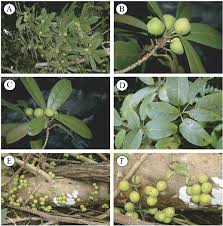 Image result for Ficus muelleriana