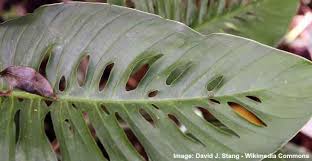Monstera adansonii is a small epiphytic plant of the araceae family. Monstera Adansonii Care How To Grow Swiss Cheese Plant